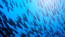 Aquecimento no Atlântico Norte pode prejudicar principais populações de peixes