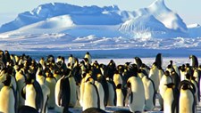 Estudo: há microplásticos em pinguins da Antártida há mais de 15 anos