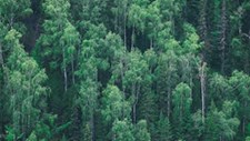 Ministro do Ambiente anuncia 270 milhões de euros para paisagem da floresta