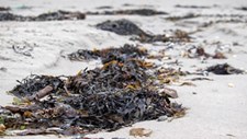 Acumulação de algas no Algarve pode ser sinal de desequilíbrio no ecossistema
