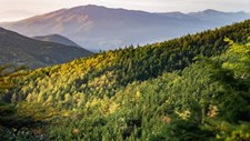 África e América do Sul perderam floresta, Europa ganhou