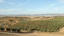 Alentejo lança estratégia de adaptação às alterações climáticas