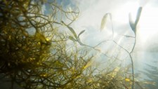 Prolongar a vida de óleos alimentares com recurso a algas