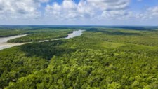 Alterações climáticas colocam Amazónia em risco de se transformar em savana