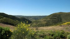 ANP quer reflorestar 100 hectares na Serra do Caldeirão no Algarve