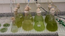 Aplicação de microalgas para tratamento de efluentes de ETARs