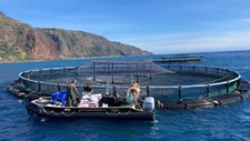 Aquaculture Europe 2021 arranca hoje no Funchal