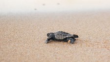 Aquecimento global ameaça reprodução de tartarugas marinhas