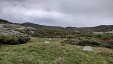 Arbustos e pastagens da Serra da Estrela afetadas pelo aquecimento global