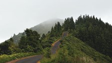 Associação alerta para importância de proteger floresta original dos Açores