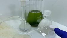 Biorremediação através de microalgas