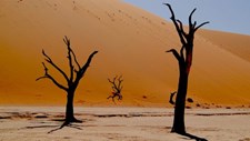 Cenários de soluções para a emergência climática