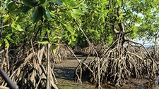 Cerca de metade dos ecossistemas de mangais estão em risco de colapso