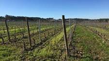 Cientistas avaliam impacto do uso de pesticidas em vinhas da Bairrada