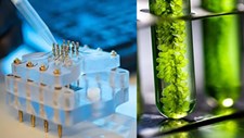 Cientistas criam laboratório para estudar energia limpa a partir das microalgas