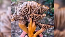 Cientistas defendem inclusão de fungos nas metas globais para a conservação da biodiversidade