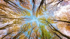 Comissão Europeia propõe novas regras para travar desflorestação