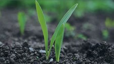 A conservação do solo, o desperdício alimentar e a valorização de resíduos orgânicos. Como coser as pontas?