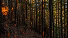 Redução e controlo da biomassa florestal