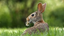 Destruição de habitats e alterações climáticas ameaçam mamíferos em Portugal