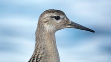 Destruição de habitats em zonas húmidas pode estar a matar aves costeiras