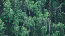 Detetar pragas florestais com recurso à monitorização remota