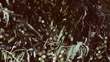 ECOLIVES – projeto de gestão sustentável de olivais mediterrânicos