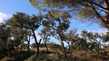 Empresa quer usar lamas das ETAR para combater desertificação