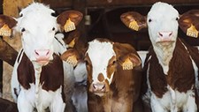 Estudo alerta para aumento das concentrações de metano na atmosfera