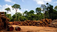 Estudo: desflorestação no Brasil cresceu 20% em 2021