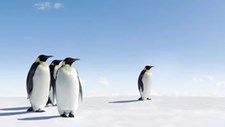 Estudo deteta presença “bastante frequente” de microplásticos em pinguins da Antártida