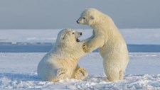 Estudo: ursos polares estão a desaparecer rapidamente no norte do Canadá