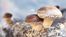 Estudo: uso de resíduos de cogumelos na cosmética e dieta animal