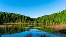 Florestas açorianas podem ajudar a mitigar as alterações climáticas