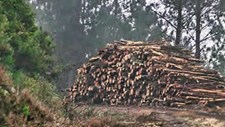 Fundo Ambiental vai apoiar centrais de biomassa com dois milhões