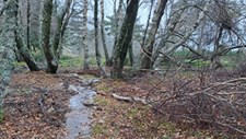 ICNF ordena encerramento de parque de campismo na Serra da Estrela por descargas poluentes