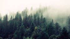 Instituto das Florestas da Madeira com alterações orgânicas para melhorar desempenho