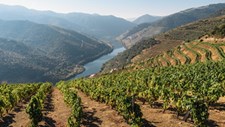 Investigadores estudam soluções para mitigar alterações climáticas nas vinhas do Douro