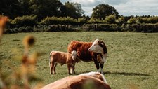 Lançado manifesto sobre pecuária extensiva e biodiversidade