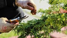 Maia lança campanha para valorizar resíduos verdes e promover economia circular