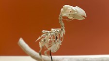 Mais de 4 mil espécies de vertebrados estão em risco devido à atividade extrativa
