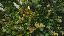 Mercado Voluntário de Carbono alarga metodologias florestais