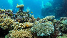 Microrganismos do mar profundo com potencial para recuperar ecossistemas contaminados