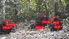Inteligência Artificial e monitorização da vida selvagem