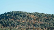 Montanha Viva - Sistema Previsional Inteligente do Vigor de Plantas de Montanha e de Informação e Suporte à Decisão em Sustentabilidade
