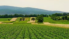 Inteligência Artificial para monitorizar pegada ambiental agrícola