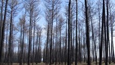 Plano de Gestão Florestal da Mata Nacional de Leiria em consulta pública