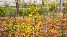 Plantada primeira floresta Miyawaki no concelho de Cascais