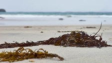 Plataforma reúne dados de algas invasoras nas praias algarvias