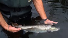 Poluição, pesca e alterações climáticas ameaçam espécies da bacia do rio Minho